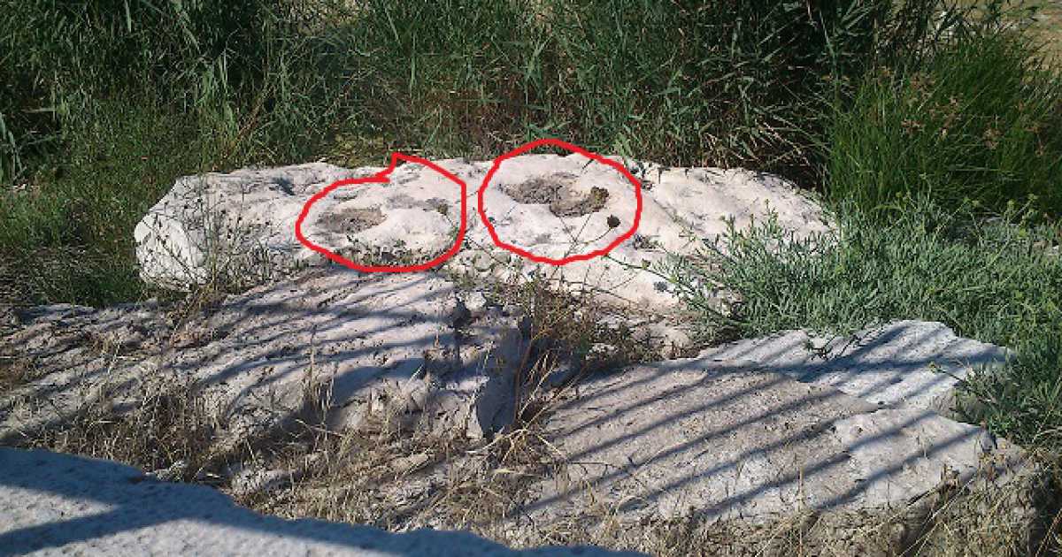 Dinosauri, orme anche nel porto di Bari: �Ma da l� vanno spostate�